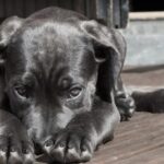 ¿Joe Biden va contra Putin? Muestra preocupación por líder opositor ruso encarcelado