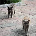 Identifica la FGJ de Tamaulipas, entre las víctimas de la masacre de Camargo, a menor de edad