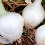 La UNAM estudia nuevas formas de clases a distancia