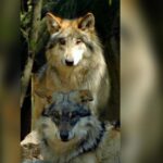 Colocados ya 70% de espacios para la FNSM 2022