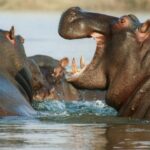 AMLO asegura que “es todo un acontecimiento”, el regreso a clases