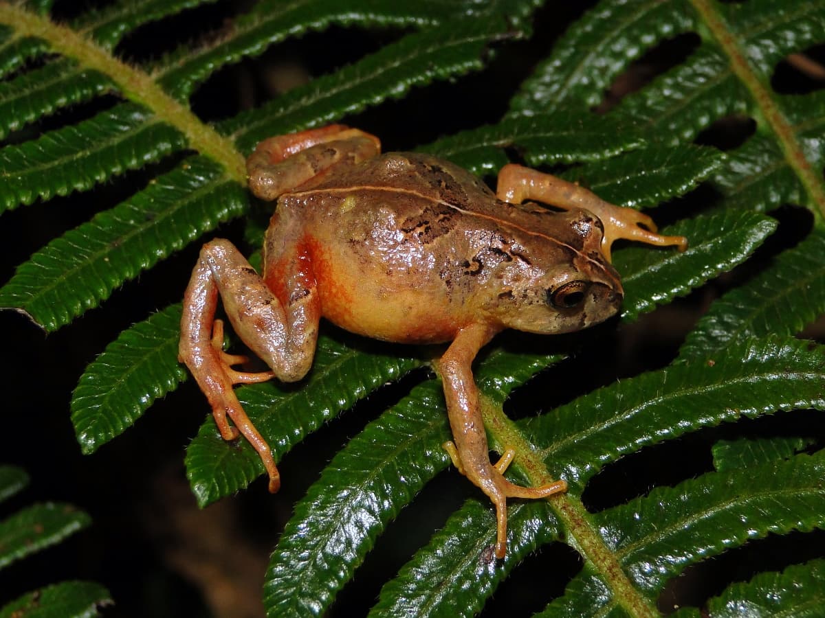 Descubrimiento sorprendente en la selva amazónica: nuevas especies de ranas con extrañas adaptaciones atraen a los expertos